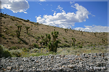 Joshua Trees